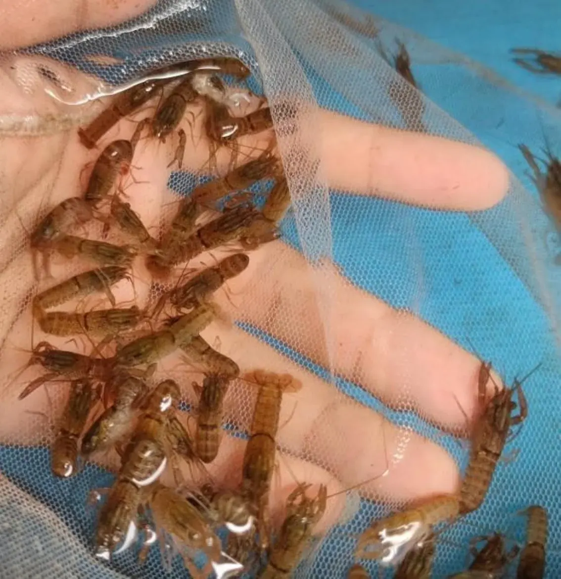 Benih Lobster Air Tawar thumbnail 5