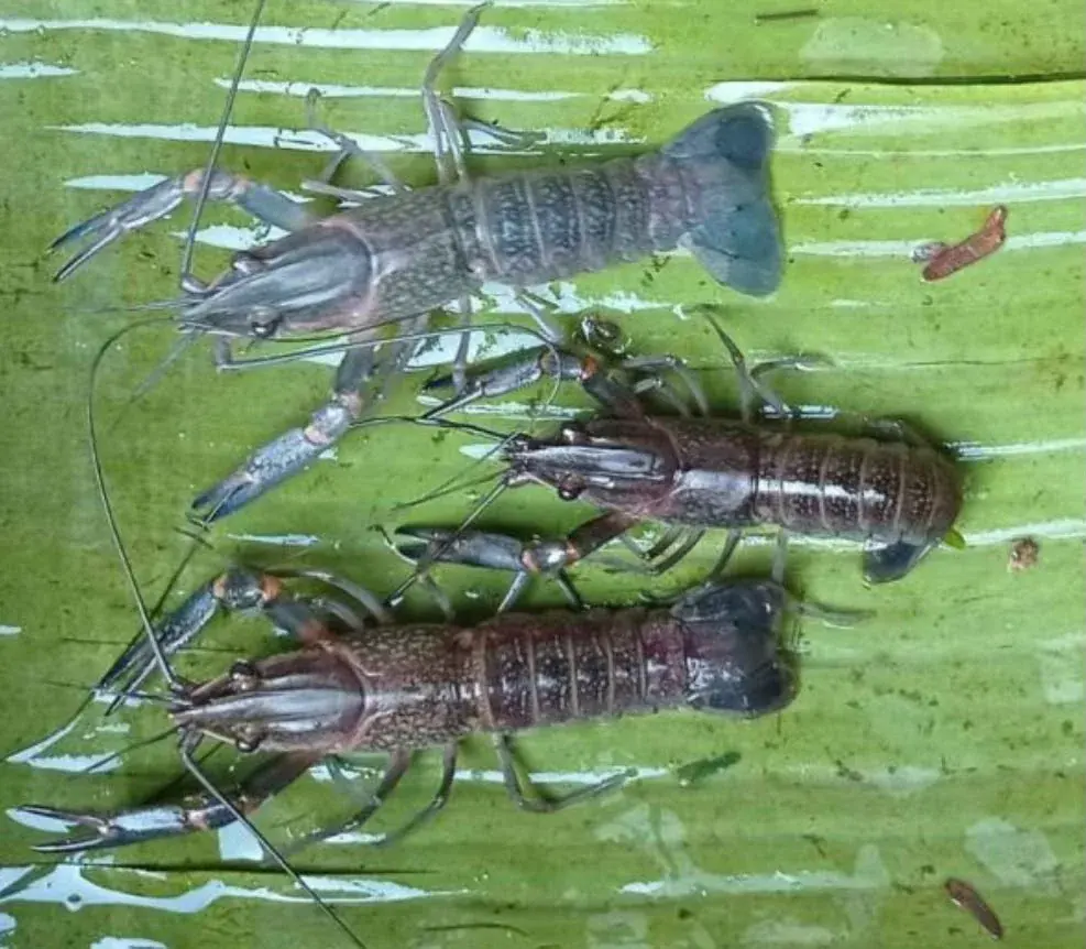 Benih Lobster Air Tawar thumbnail 3