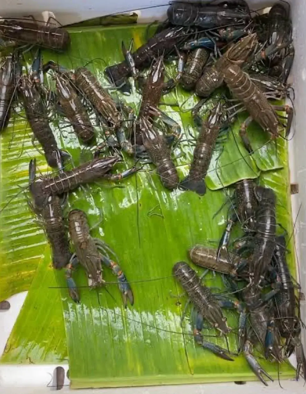 Benih Lobster Air Tawar thumbnail 6
