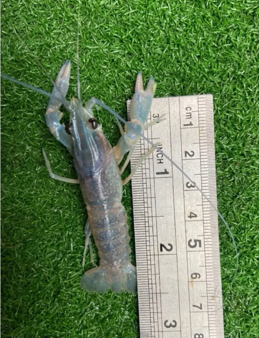 Benih Lobster Air Tawar thumbnail 2