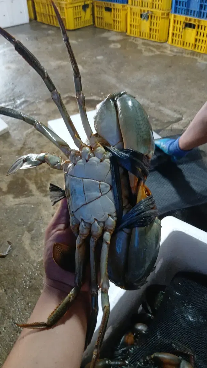 Kepiting Bakau Jantan thumbnail 2