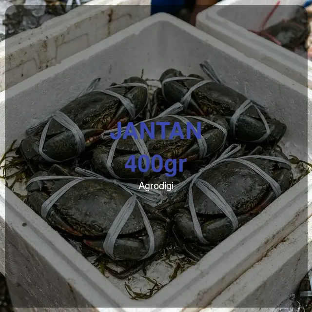 Kepiting Bakau Jantan 400gr