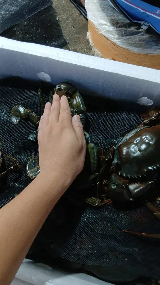 Kepiting Bakau Jantan thumbnail 4