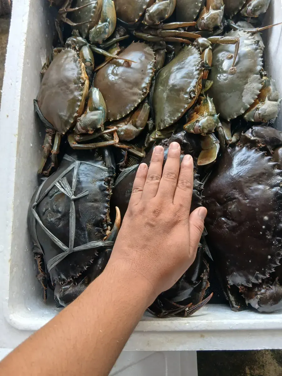 Kepiting Bakau Jantan thumbnail 3