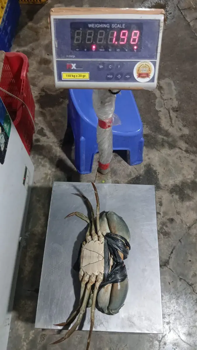Kepiting Bakau Jantan - foto 1